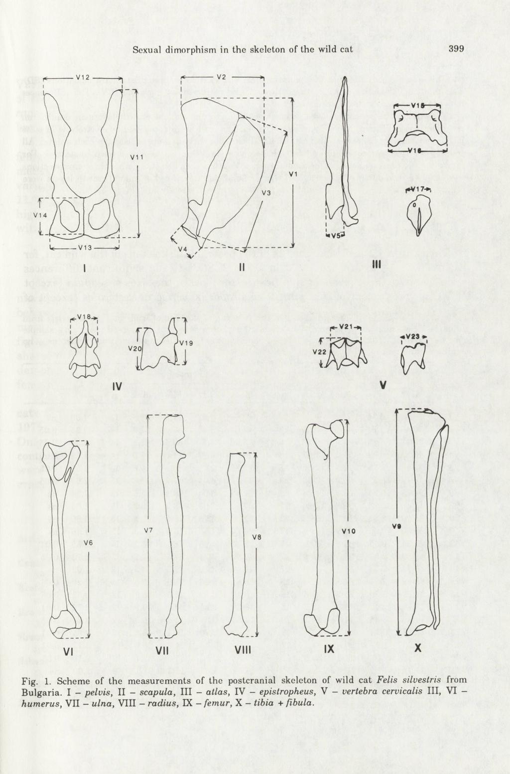 Sexual dimorphism in the skeleton of the wild cat 399 Fig. 1. Scheme of the measurements of the postcranial skeleton of wild cat Felis silvestris from Bulgaria.