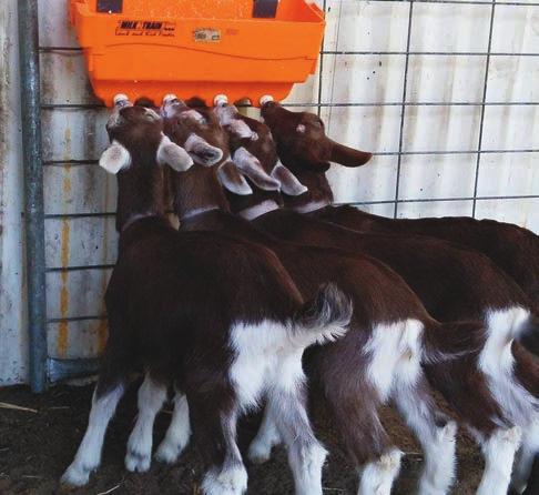 Test results 1. Tests are NEGATIVE: If there are no positive or inconclusive results for any individual goats, the result of the herd test is negative. 2.
