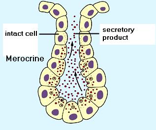 Secretory Systems Merocrine Cows Milk only