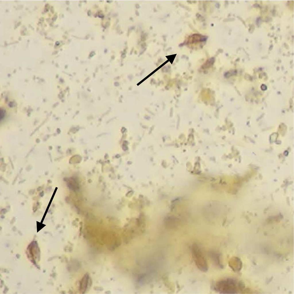 Fig 2. Tritrichomonas foetus trophozoites (see arrows) on wet mount cytology stained with iodine. has been described in cats (see Trichomoniasis section) (Fig 2).