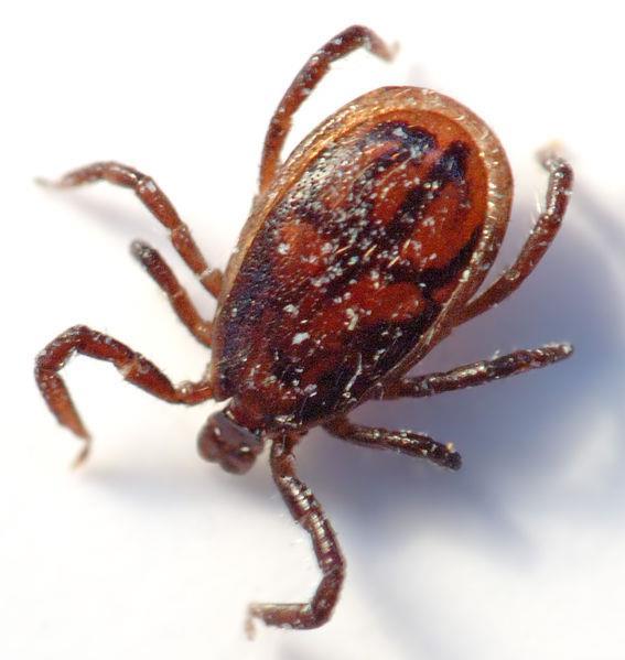 I can cause some diseases, like Lyme Disease. WHO AM I?