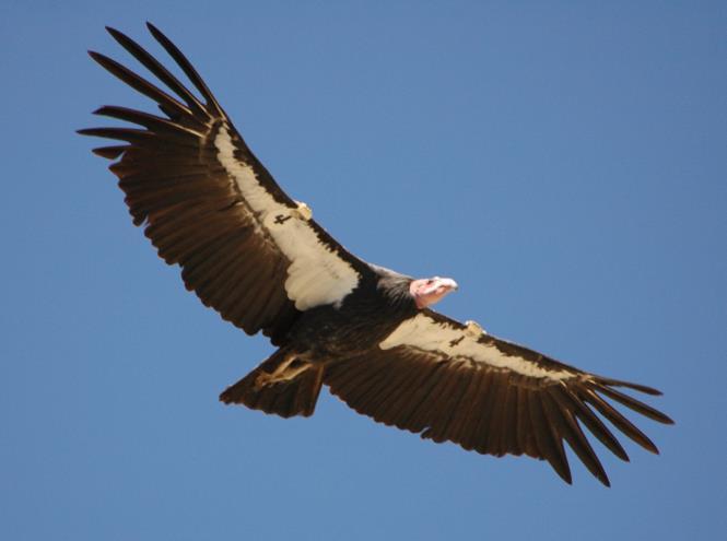 Let s talk about the California Condor: With its nine-and-a-half-foot wingspan, deep black feathers and bare pink head, the California condor is quite a sight.