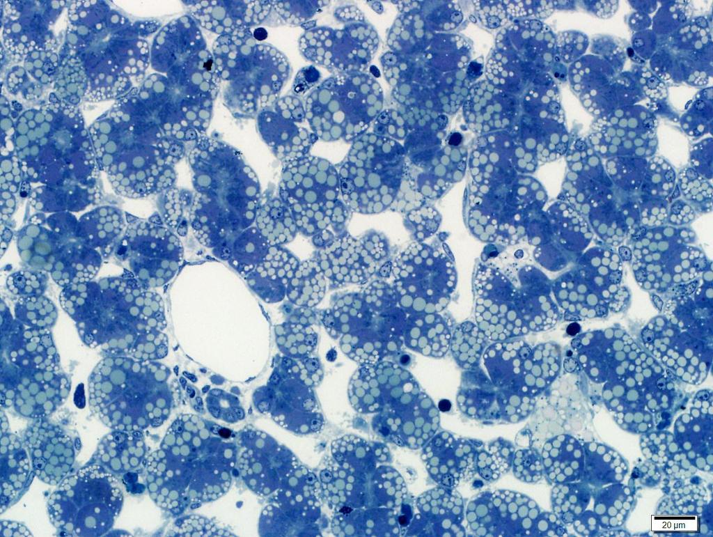 v a bd 4.13 Figure 4.13: Toluidine Blue endothelial cells (black arrows), Kupffer cells (red arrows), blood cells (yellow arrows).