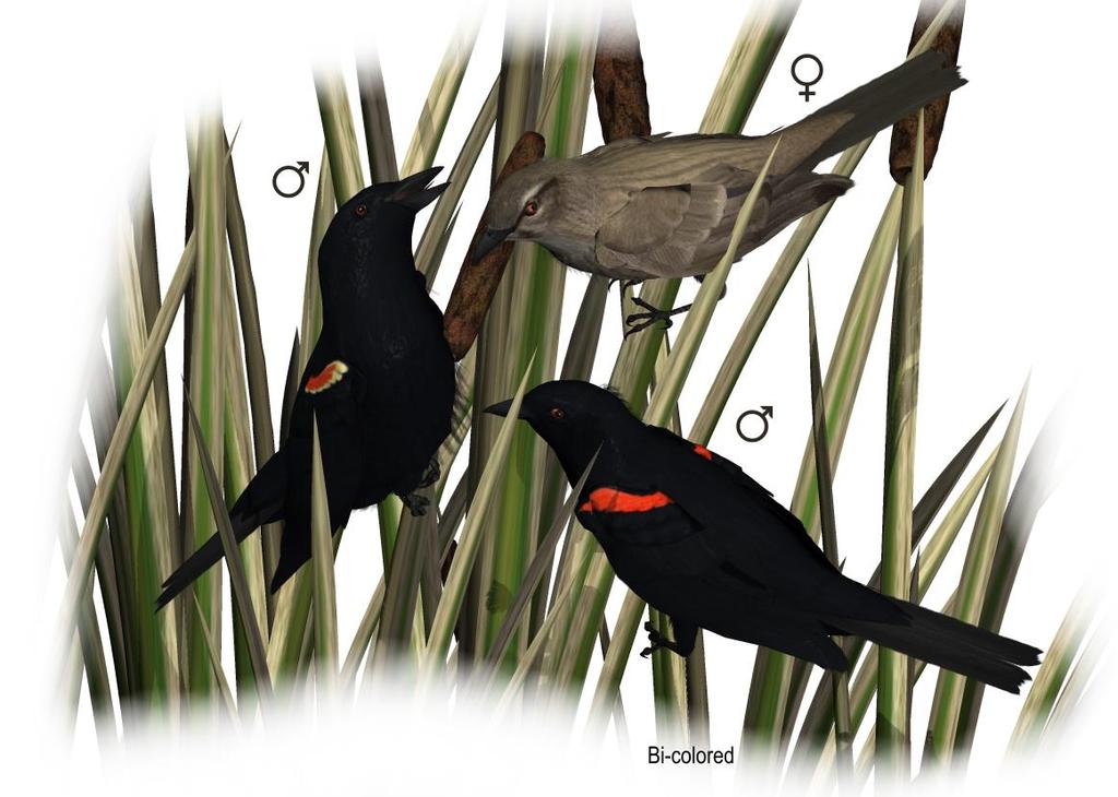 Common Name: Red-winged Blackbird Scientific Name: Agelaius phoeniceus Size: 7-9 inches (17-23cm) Habitat: North America; throughout North America. Prefers wetlands and grassy areas.