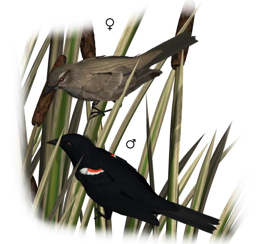 Common Name: Tricolored Blackbird Scientific Name: Agelaius tricolor Size: 7-9 inches (18-24cm) Habitat: North America; Found only in California. Prefers wetlands and grassy areas. Status: Endangered.