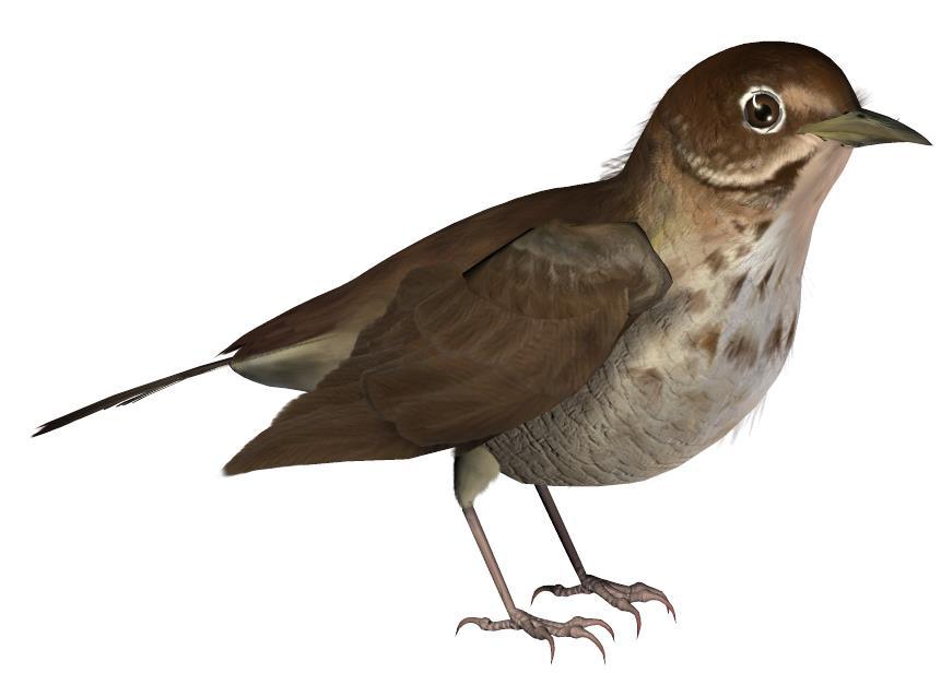Common Name: Swainson s Thrush Scientific Name: Catharus ustulatus Size: 6-7 inches (16-19cm) Habitat: North America; throughout the Americas. Found mostly in woodland habitats. Status: Least concern.