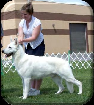 2008. Sparrow is the second White Shepherd to earn