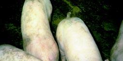 y the first day of the trial (day ), some pigs had diarrhea in all pens.