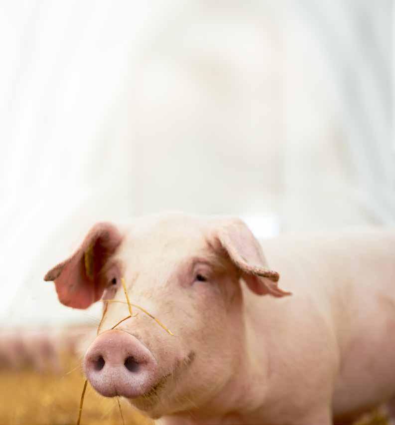 Introduction To lower the use of antibiotics in modern swine rearing systems, the EIP-AGRI Focus Group