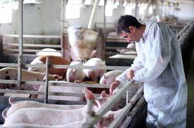 initiatives, in the following three areas: Improving pig health and welfare Finding specific