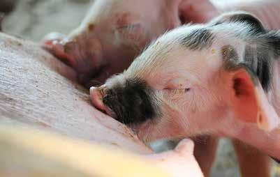 New research initiatives that can make a difference in pig health and welfare Research and practice form a strong team. Innovative research that reaches out to the field should be encouraged.