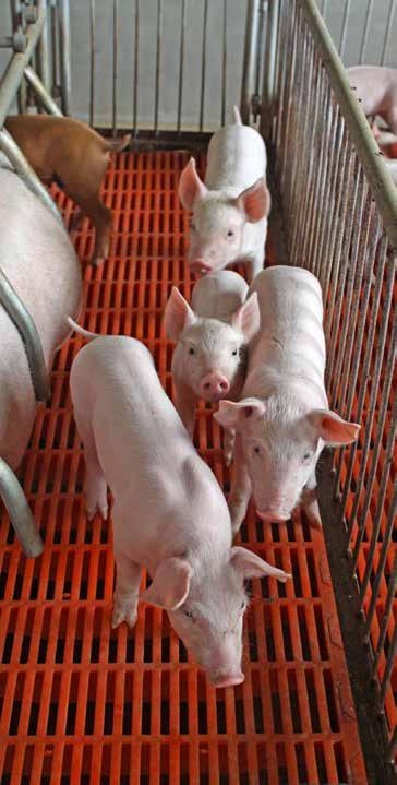 To protect and improve the quality of drinking water in pig facilities, experts from different fields (e.g. engineers, hygiene experts, veterinarians, drug designers and farmers) need to collaborate and exchange experiences.