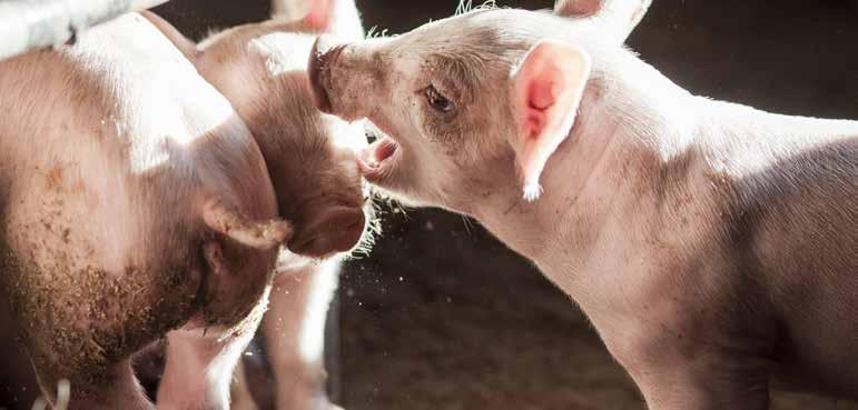 Promoting natural pig behaviour By working together, farmers, engineers, veterinarians and other experts can develop new innovative solutions in building design and internal equipment which help to