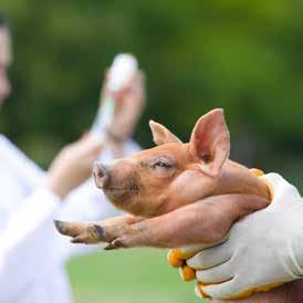 vaccines to help reduce the use of antibiotics in their pig herds. Innovative research can speed up the search for alternative solutions.