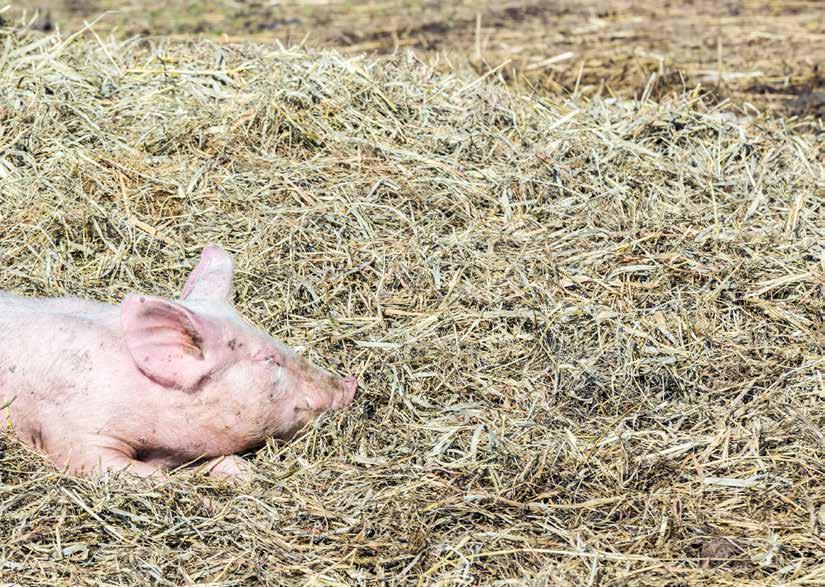 The positive effects of using zinc oxide as a supplement to treat diarrhoea in young pigs needs to be explored further.