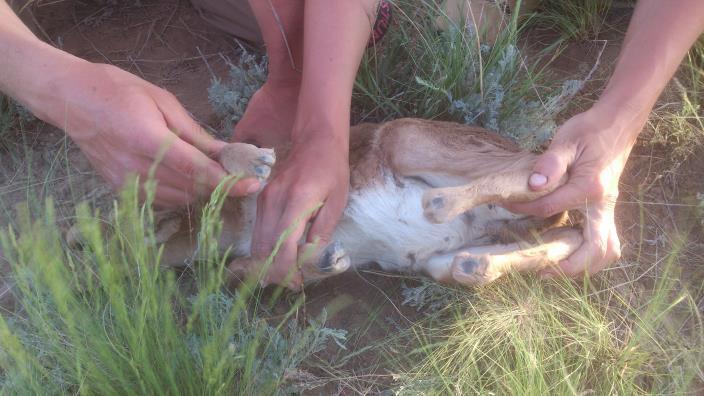 FFI, FZS and others; monitoring of saiga mortality at calving using standard protocols has been instituted