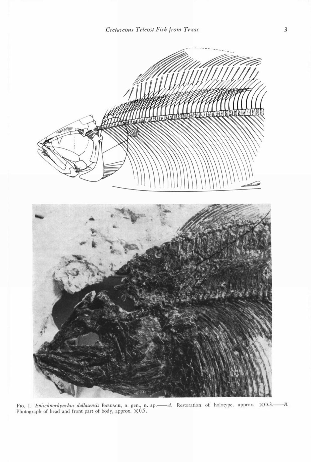 Cretaceous Teleost Fish from Texas 3 FIG. I. Enischnorhynchus dallusensis BARDACK, n. gen., n. sp.