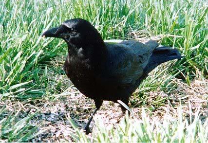 Clues for American Crow: I have wings made of black feathers. I have a strong black beak. I eat many things including seeds, and insects, and left over lunches.