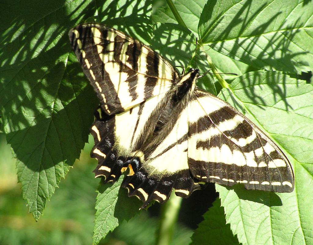 Clues for Western Tiger Swallowtail Butterfly: I have black and yellow wings. I like to slurp nectar from flowers. I have antennae on my head.