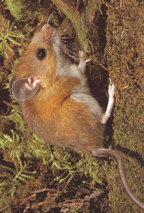 Clues for Deer Mouse: I have brown fur on my back and white fur on my belly. My tail is not bushy but small and smooth. My body (not including my tail) is about the size of a chicken egg.