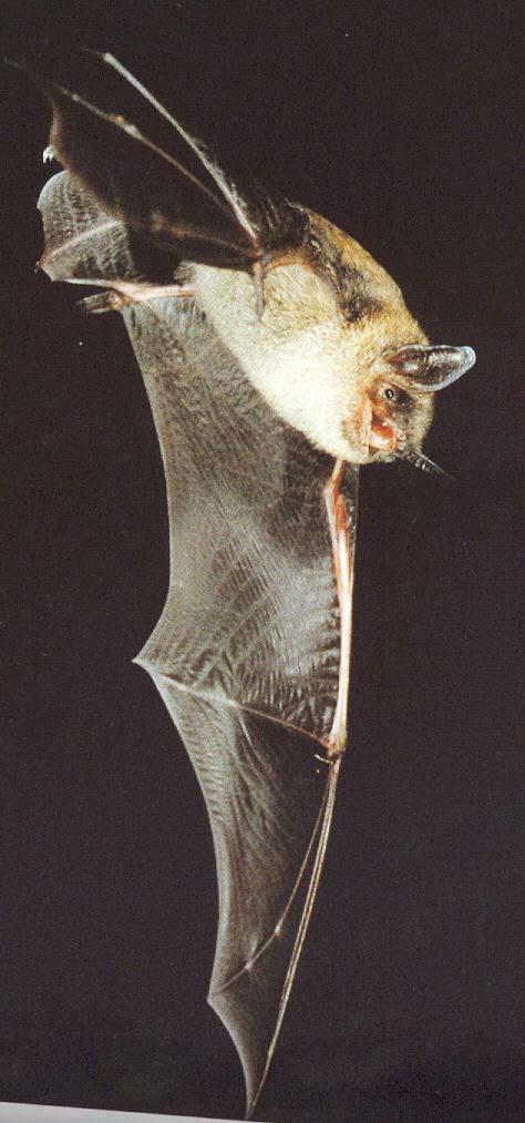 Clues for Little Brown Bat: I have brown fur and wings. I like to fly around at night.