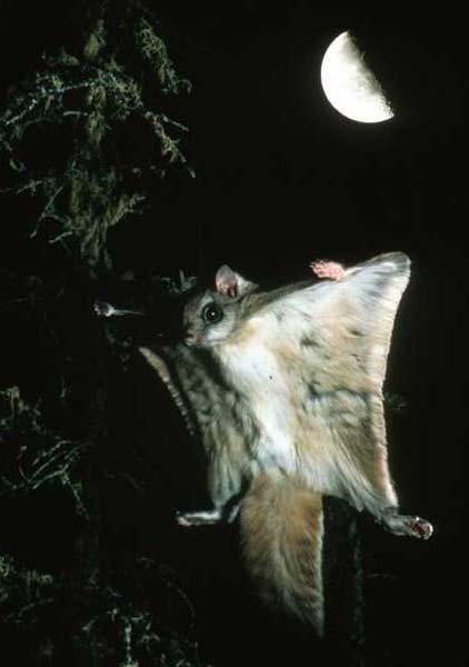 Clues for Northern Flying Squirrel: I have soft brown fur. I have flaps of skin stretching from my arms to my legs that help me glide from tree to tree. I have a long furry, flat tail.