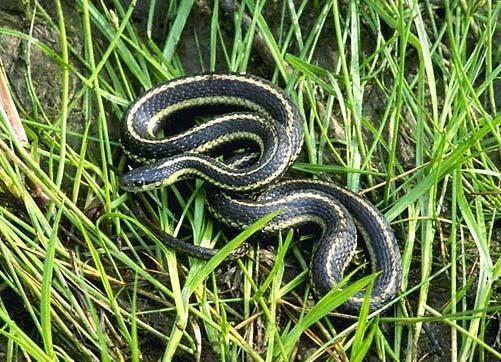 Clues for Northwestern Garter Snake: I have scales all over my body. I have a yellow stripe on each side and one down the middle of my back.