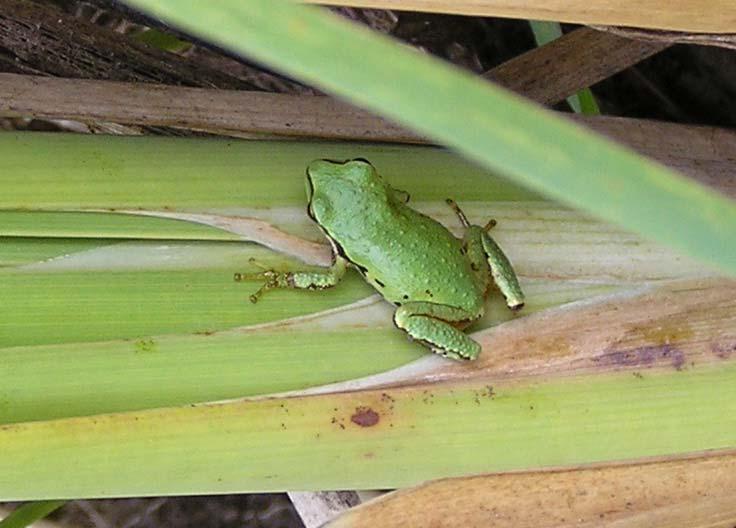 Clues for Pacific Treefrog: I like to live in many places but I lay my eggs in water. I love to sing at night with other creatures just like me.