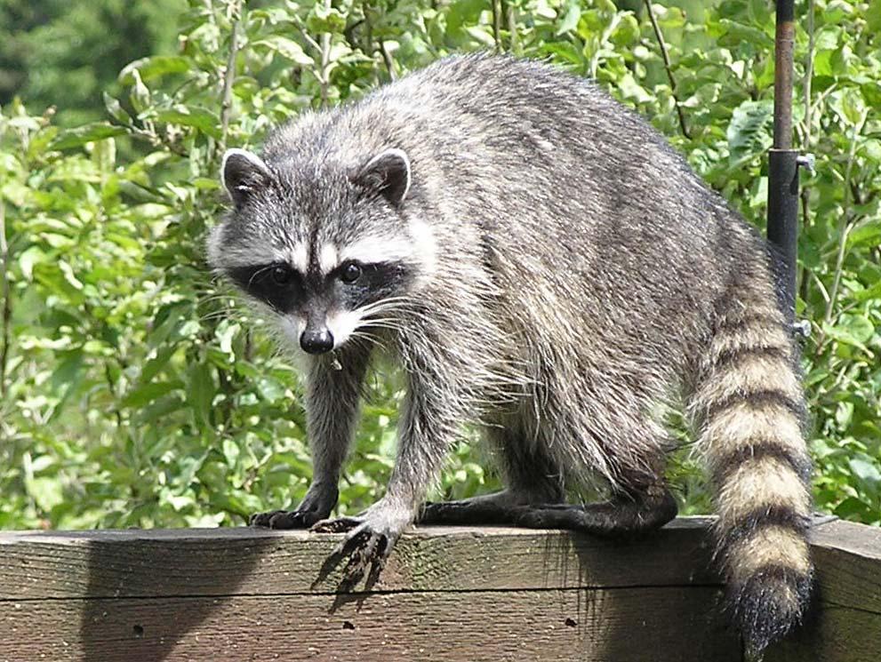 Clues for Raccoons: I have four legs and a furry tail. I like to live near streams, but I also don t mind living in your backyard.