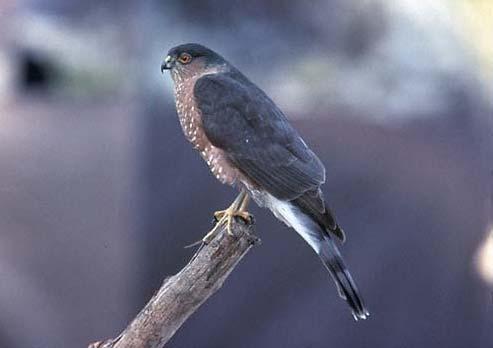 Clues for Sharp-shinned Hawk: I have gray feathers. I can fly very fast through the forest. I have a sharp, hooked beak.