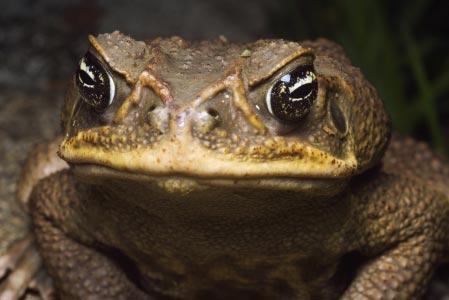 istockphoto.com/eric Delmar The Cane Toad The cane toad (Bufo marinus) was deliberately introduced into Queensland, Australia in 1935.