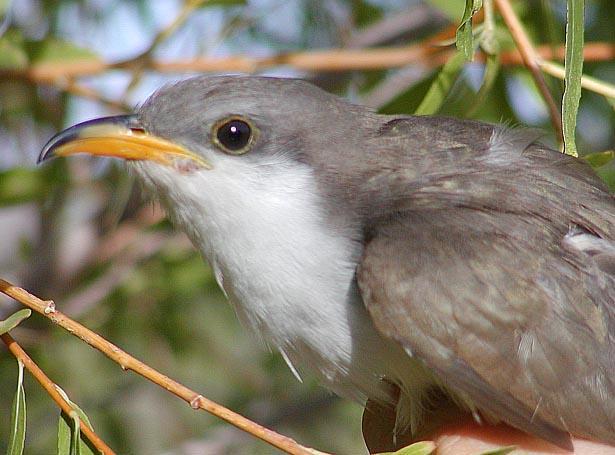 The most recent review of candidate species by the USFWS in 2010 states that the western yellow-billed cuckoo has a listing priority number (LPN) of 3 on a 1- to 12-point scale, which is a relatively