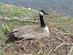 Canada Goose Biology Nesting Season End of March through May/peak in early April
