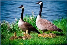 Biology Gosling Maturing & Foraging Late April through summer Goslings don t fly