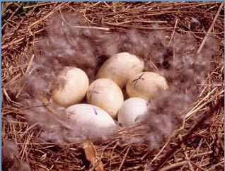 addling In Canada, must obtain permit from Environment Canada Different Addling Techniques Oiling Remove & Replace (dummy eggs) Nest Destruction (simple removal) Others (not