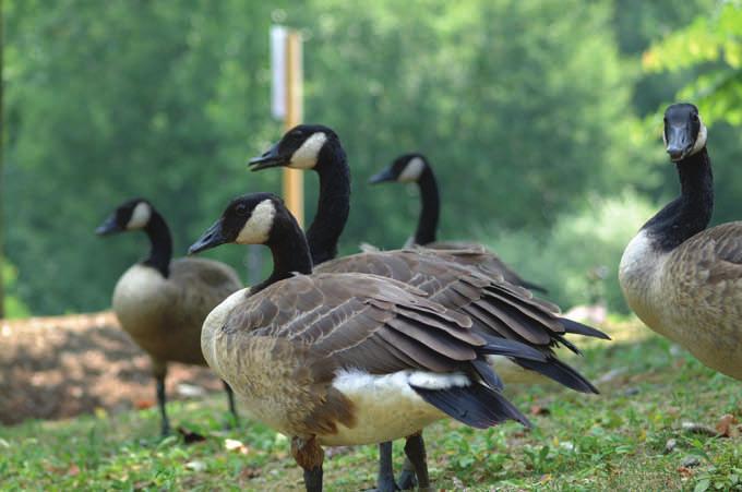 Canada Geese Living with our Wild Neighbors Page 1 The History Once, Canada geese on a neighborhood pond were unusual. Now, Canada geese are considered a nuisance in many communities.