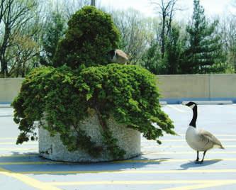 Canada Geese Living with our Wild Neighbors sometimes nest in less than ideal places, such as landscaped areas in parking lots, planters next to busy building entrances, or flat roofs.