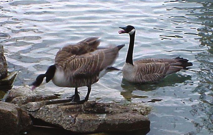 Canada Geese Living with our Wild Neighbors Nesting geese and parents of goslings protect their young.