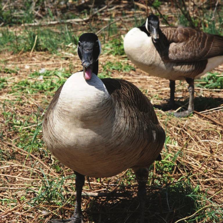 Canada Geese Living with your Wild Neighbors something doesn t pose a real threat.