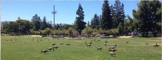 ) Multiple generations (appreciate your referrals) RESIDENT CANADA GEESE STRATEGY FOR CUPERTINO Elements of Effective Goose Strategy Understand Canada Geese behavior in Cupertino Why and When Reduce