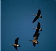Migratory Geese Migratory Geese Resident Geese