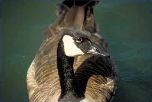 Canada Goose Biology Biological Seasons for