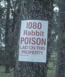 Poisoning Rabbits can be