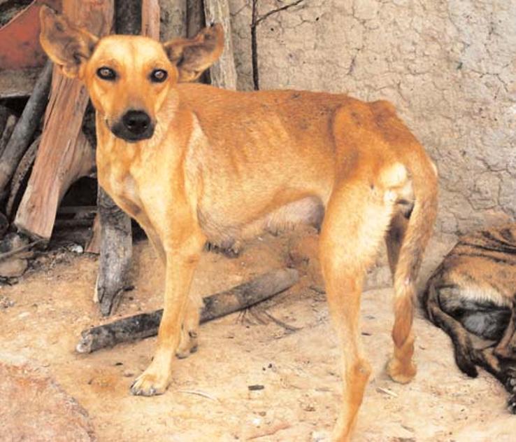 Table 1 - Leishmania species infecting dogs in South America. Species Disease form Suspected/proven vectors a Geographical distribution L. amazonensis Visceral Unknown Brazil L.