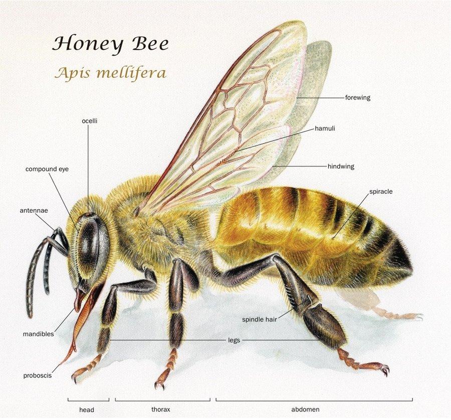 Honey Bee Anatomy and Function How Honey Bees are Built and How the Function People Eat: Everything - Meat and Potatoes Omnivores Meat and Vegetables Digest: Stomach & Intestines Excrete: Feces and