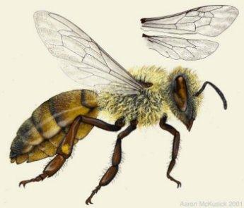 Different Honey Bees Eat: Pollen and Honey Herbivores Plant origins only Digest: Crop, Stomach, Intestines Excrete: Feces only while flying Circulation Open: Hemolymph moves freely about inner body
