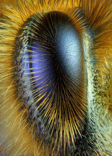 26 Compound Eyes Have Color Vision Honey Bees