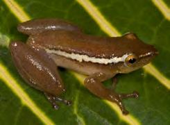 Amphibians are a unique group of vertebrates that are distributed across the globe. Sadly, nearly one-third of the world s over 7,00 species are threatened.