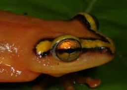 If you are having trouble determining the shape of a frog s pupil, briefly shine a flashlight at one of the eyes.
