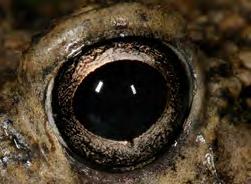 The shape of a frog s pupil may also aid in its identification.